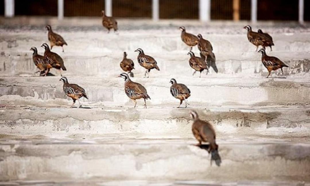 باغ پرندگان صدف