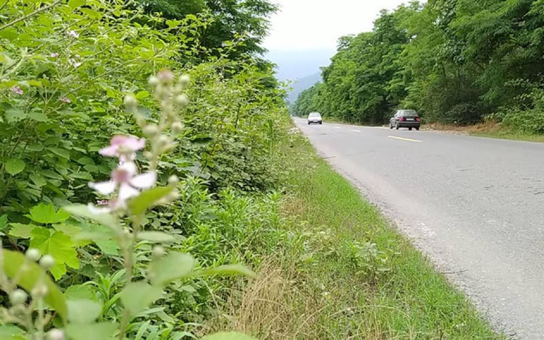 جنگل توسکستان