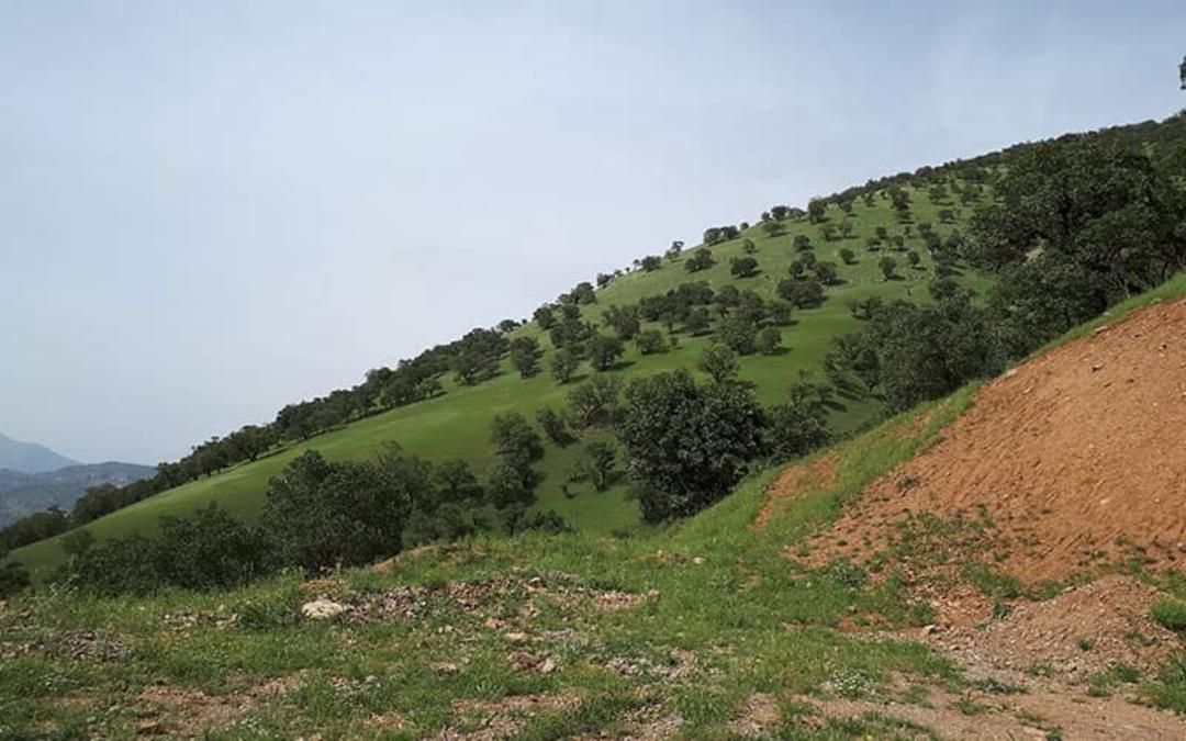 کوهستانی سرسبز