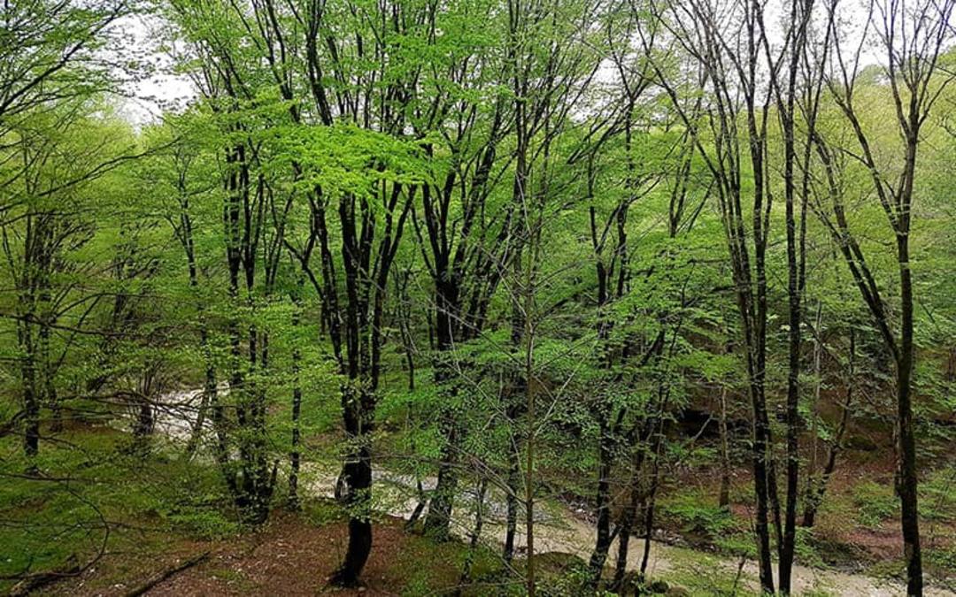 جاده ای در میان جنگل توسکستان