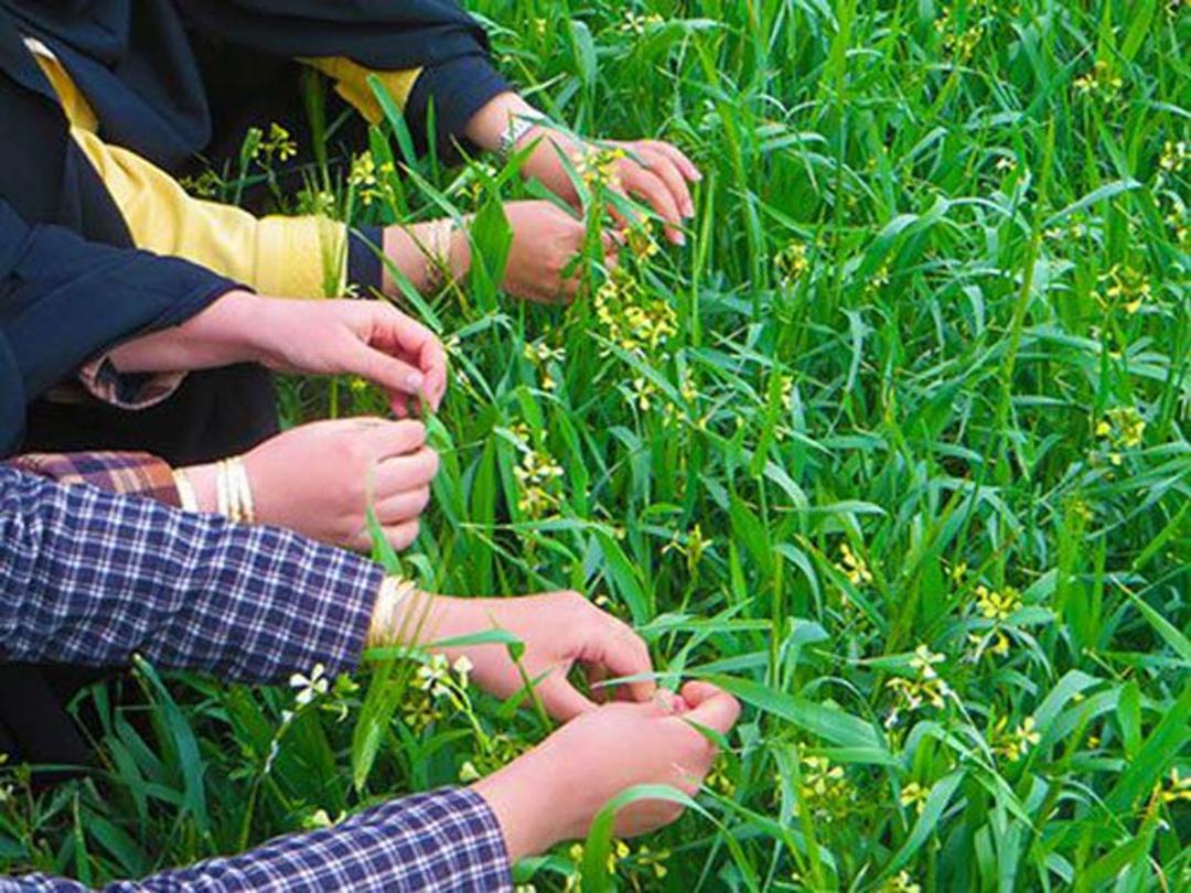 گره زدن سبزه در طبیعت در روز سیزده بدر