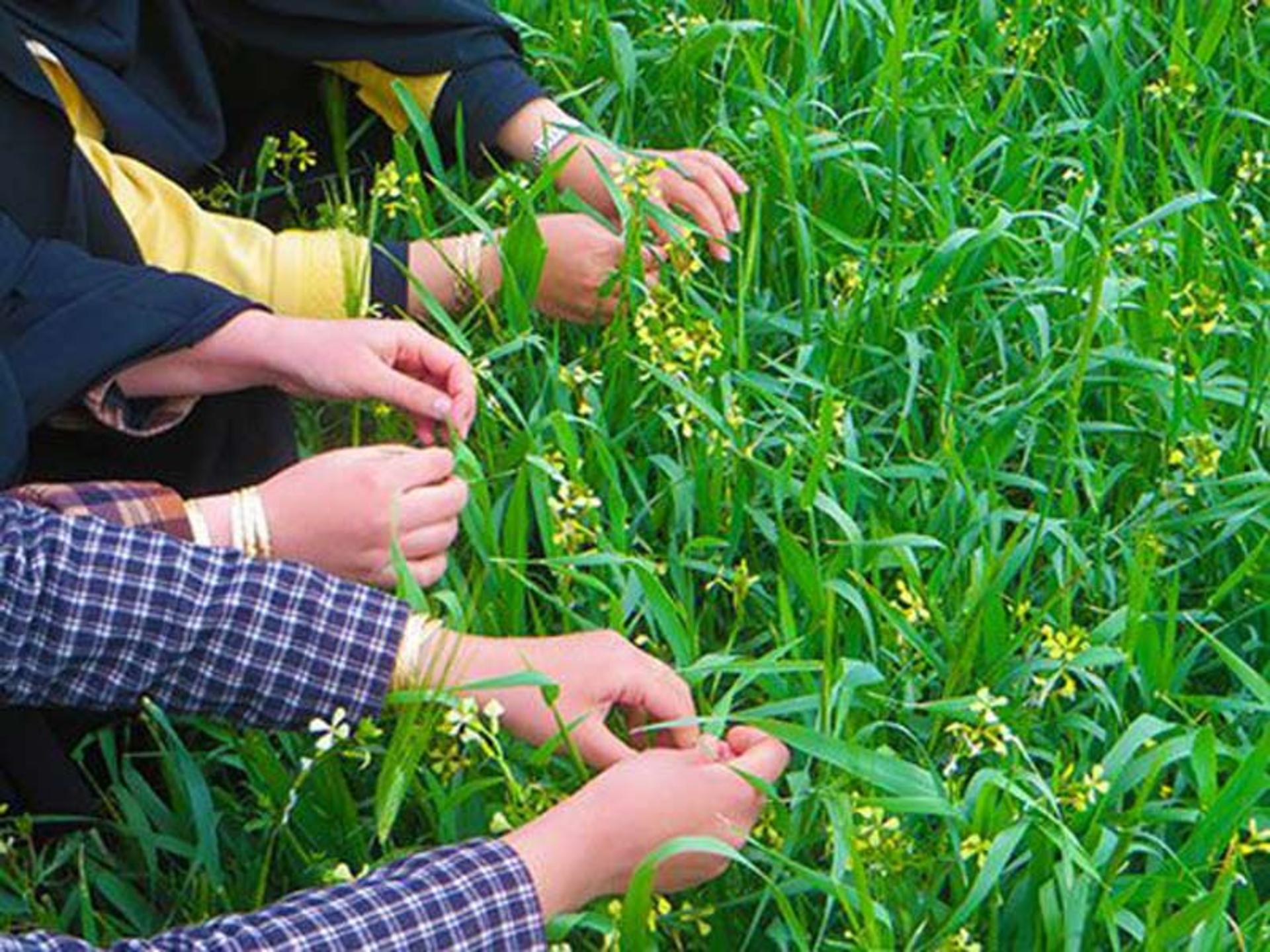 گره زدن سبزه در طبیعت در روز سیزده بدر