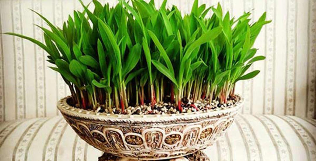 سبزه ذرت در ظرف سنگی