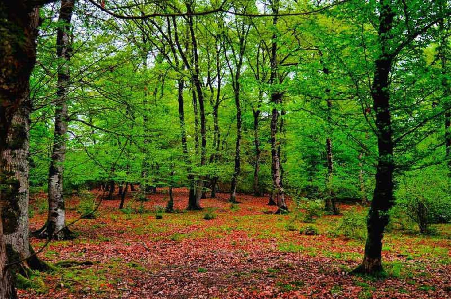 طبیعت پاییزی در پارک جنگلی نور
