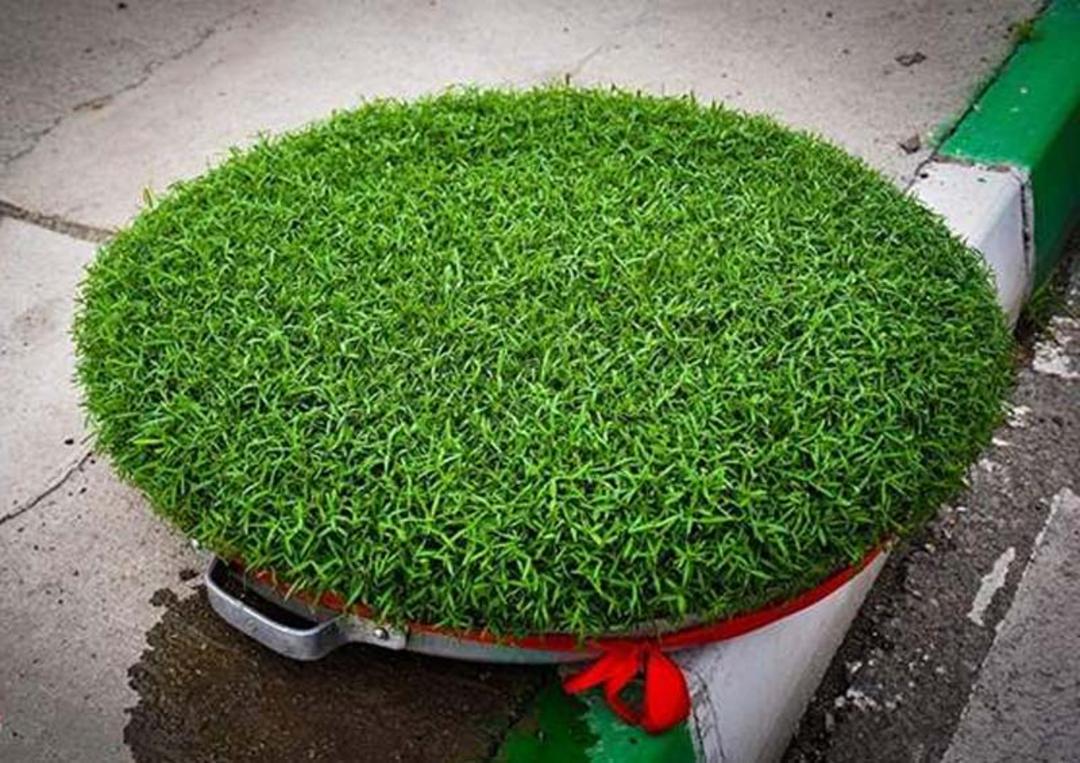 سبزه ماش با روبان قرمز از نمای بالا