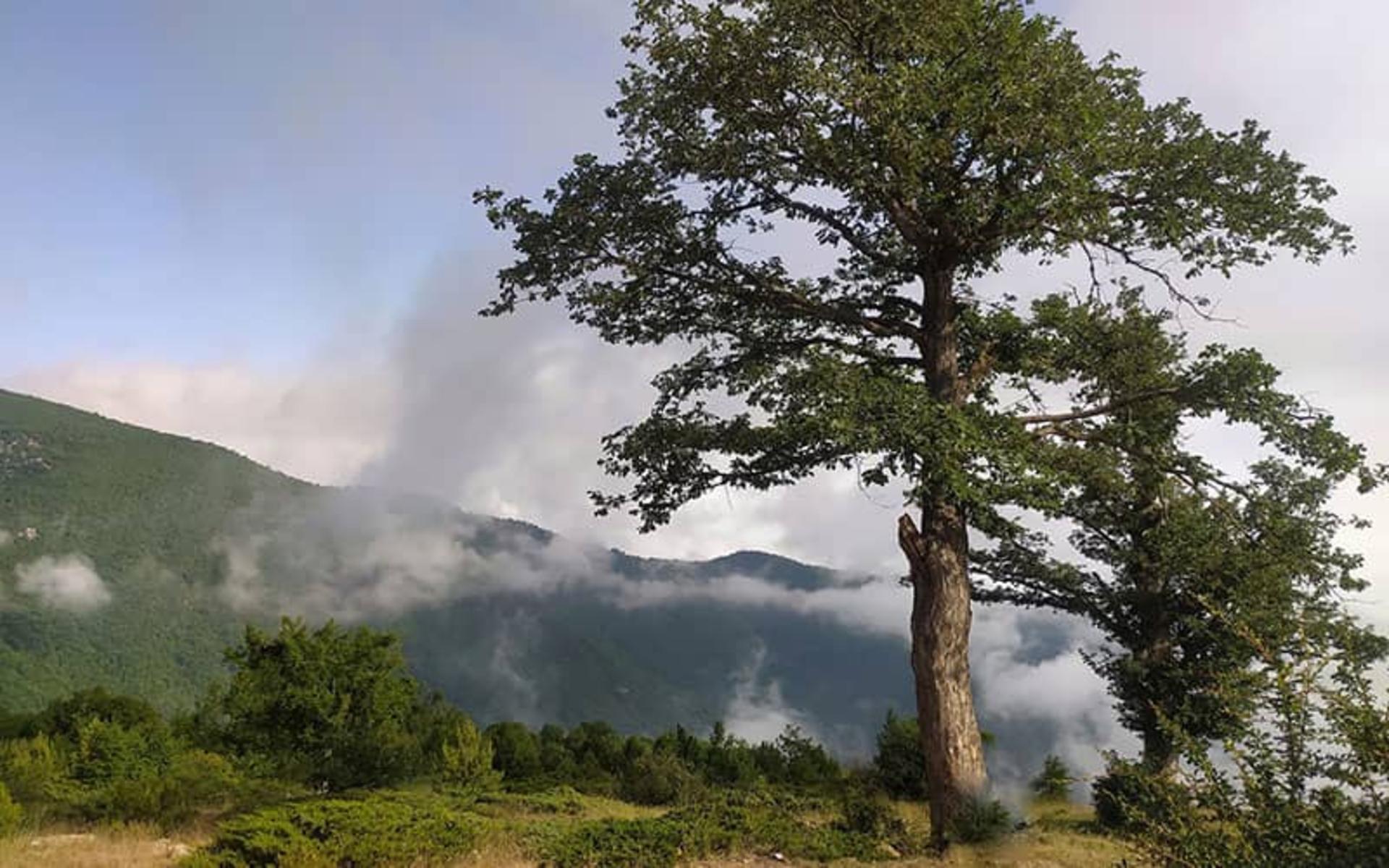 جنگل توسکستان