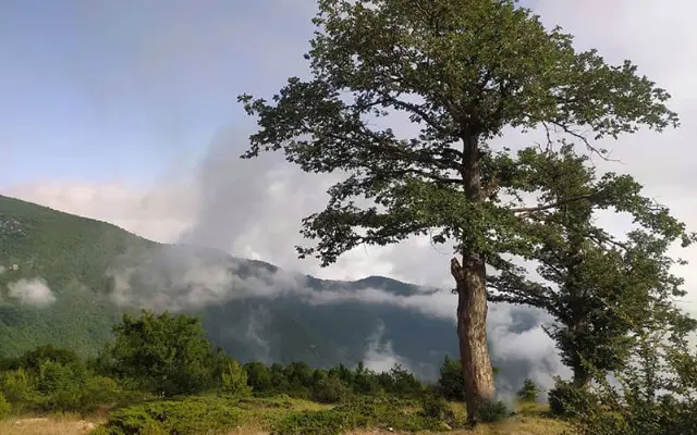 جنگل توسکستان