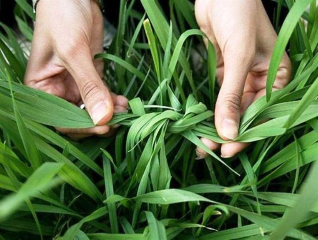 گره زدن سبزه در طبیعت سیزده بدر
