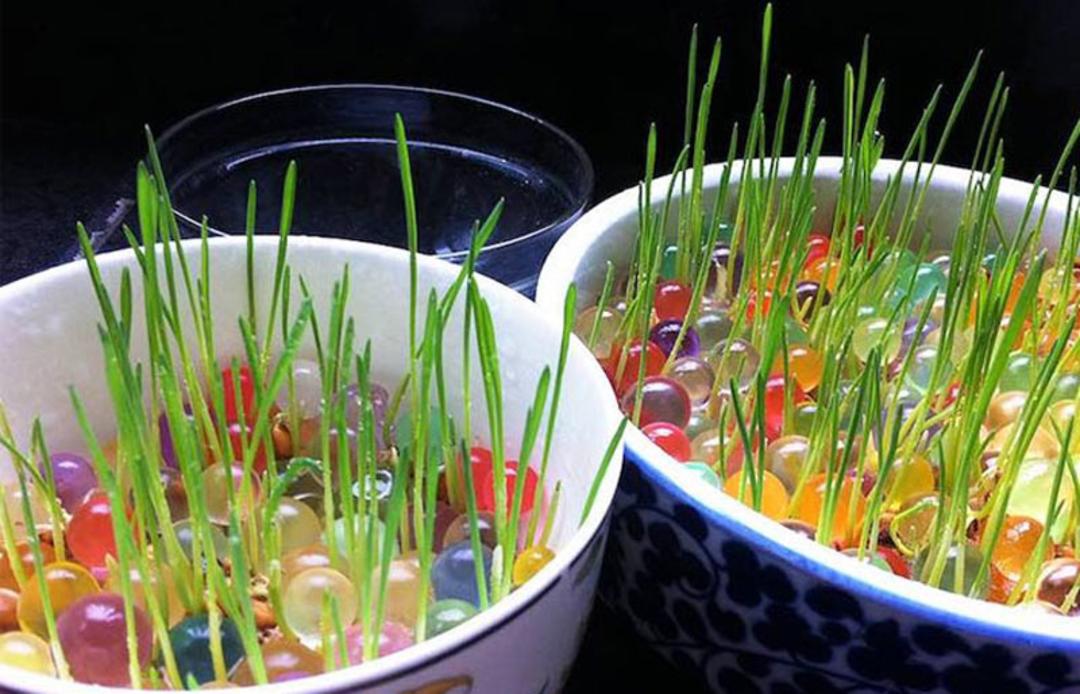 سبزه با خاک ژله ای رنگارنگ