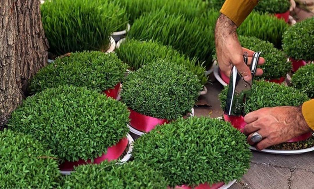 سبزه های نوروز با ربان های قرمز در بازار