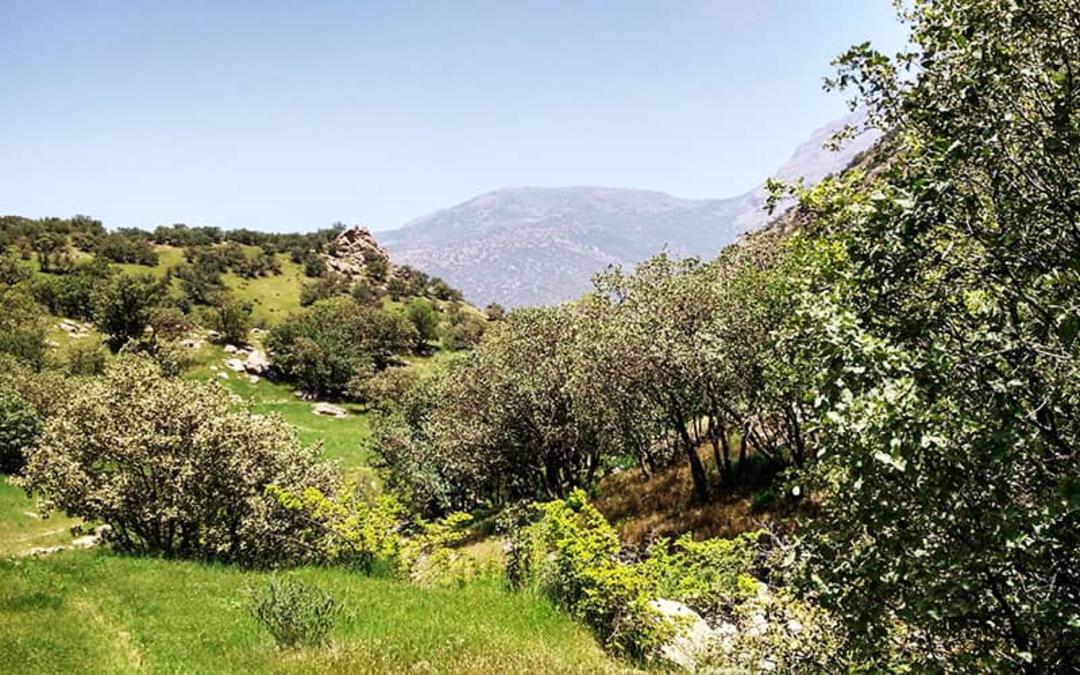 کوهستانی سرسبز