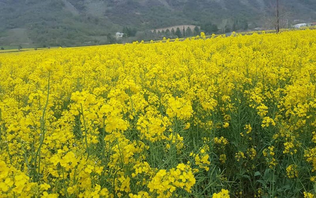 پارک ملی گلستان