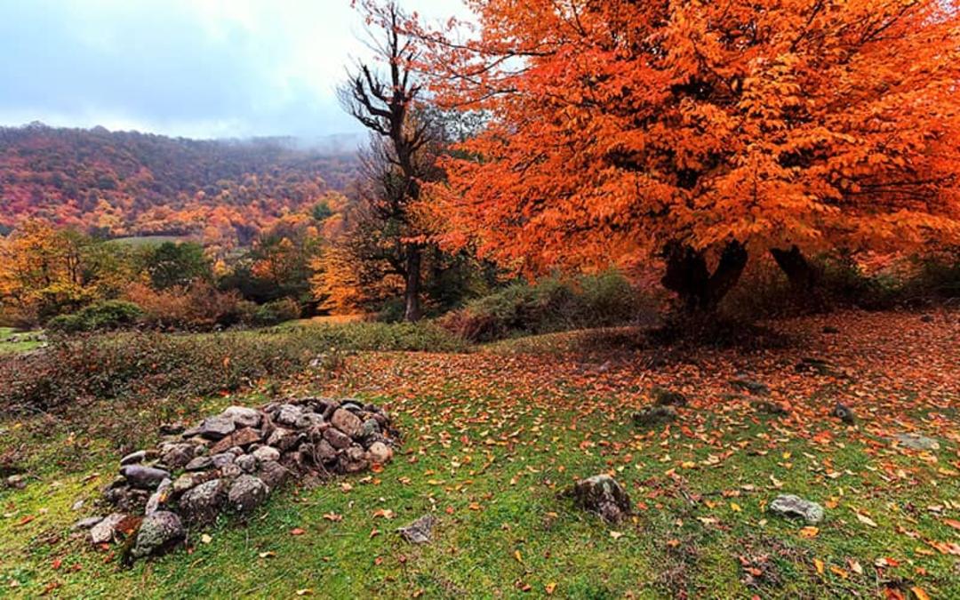 جنگل توسکستان