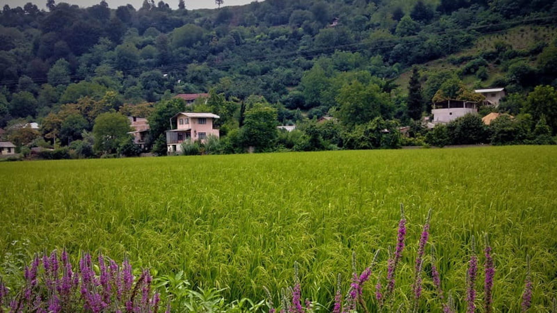 طبیعت چمستان