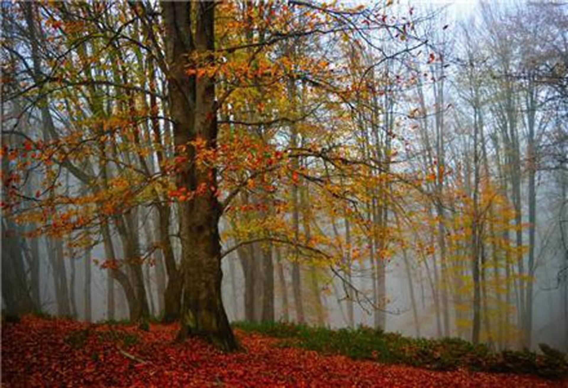 طبیعت پاییزی و برگ های نارنجی در جنگل الیمستان