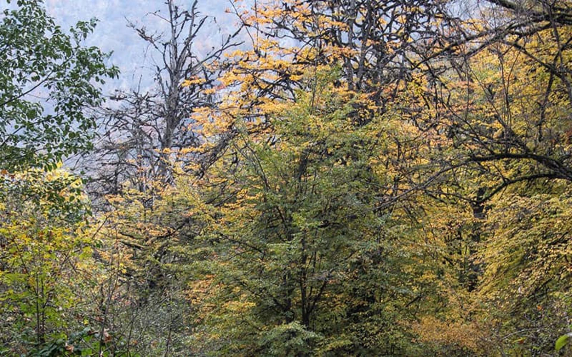جنگل توسکستان