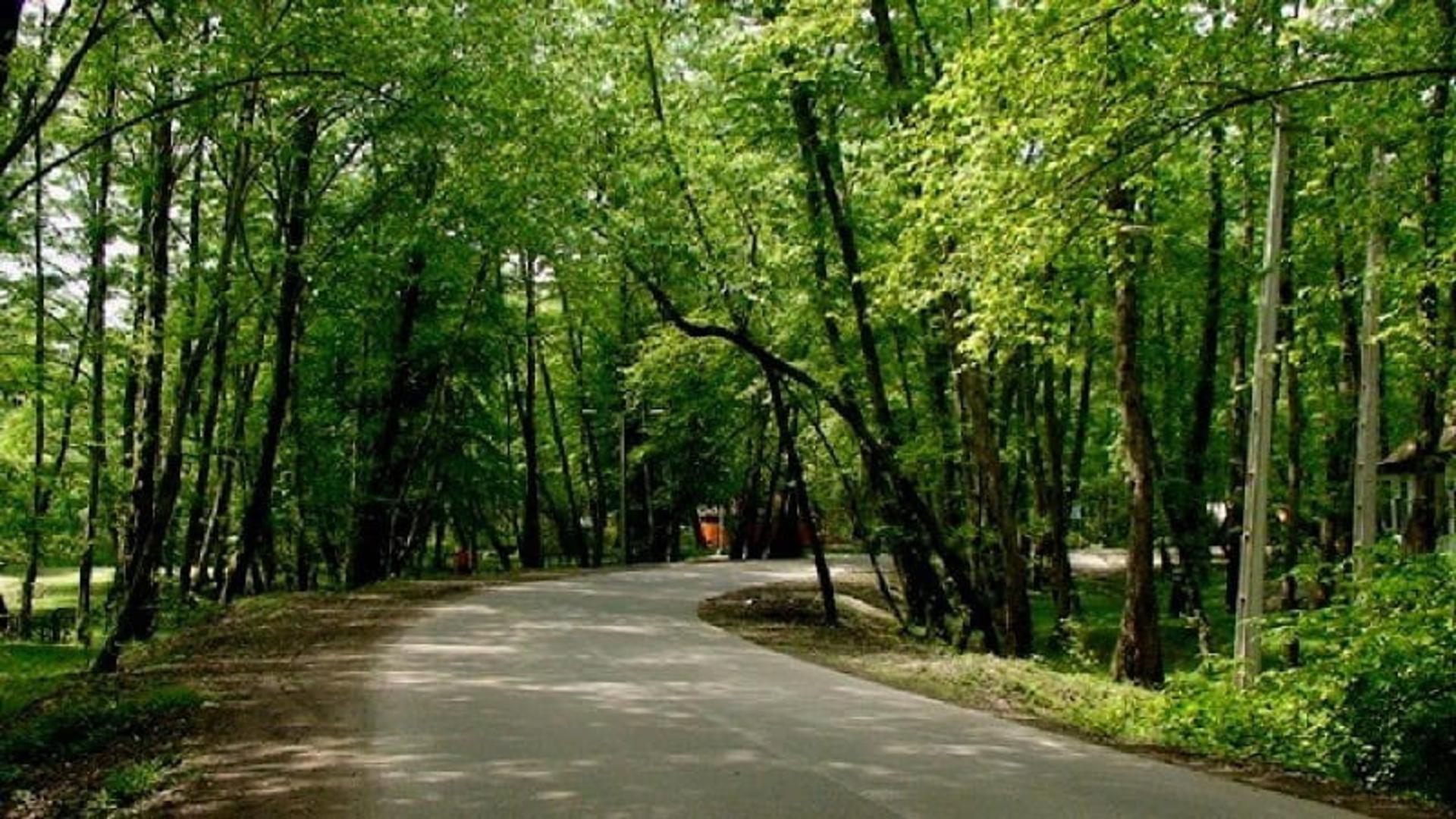 جنگل های چمستان