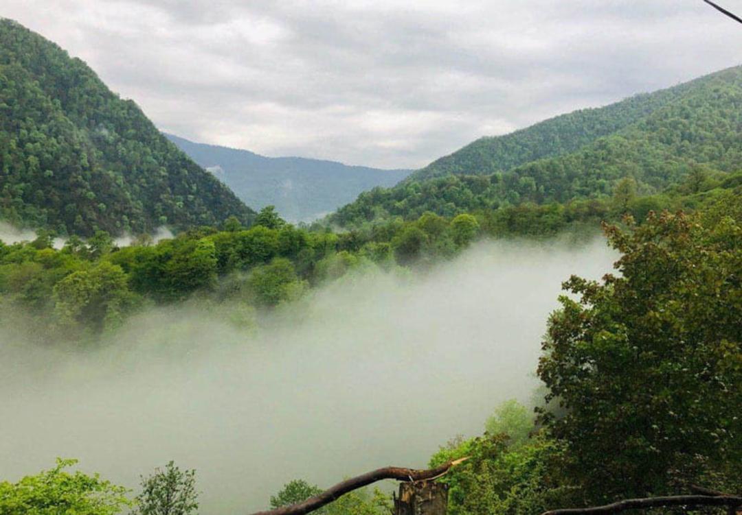 جنگل مه گرفته لاویج نزدیک روستای لاویج