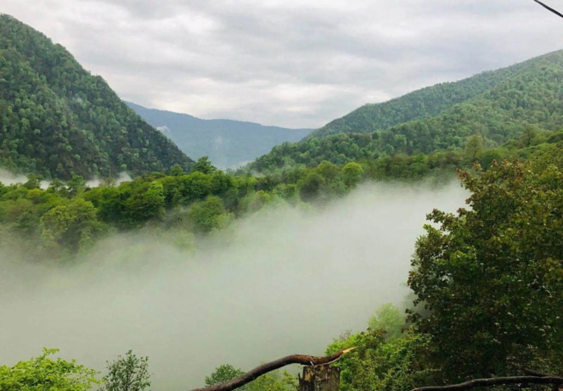 جنگل مه گرفته لاویج نزدیک روستای لاویج