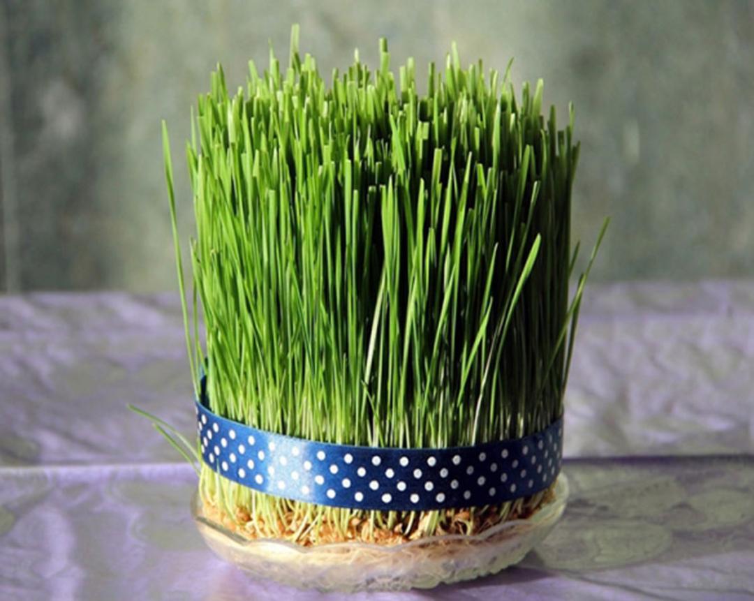 سبزه گندم با روبان آبی