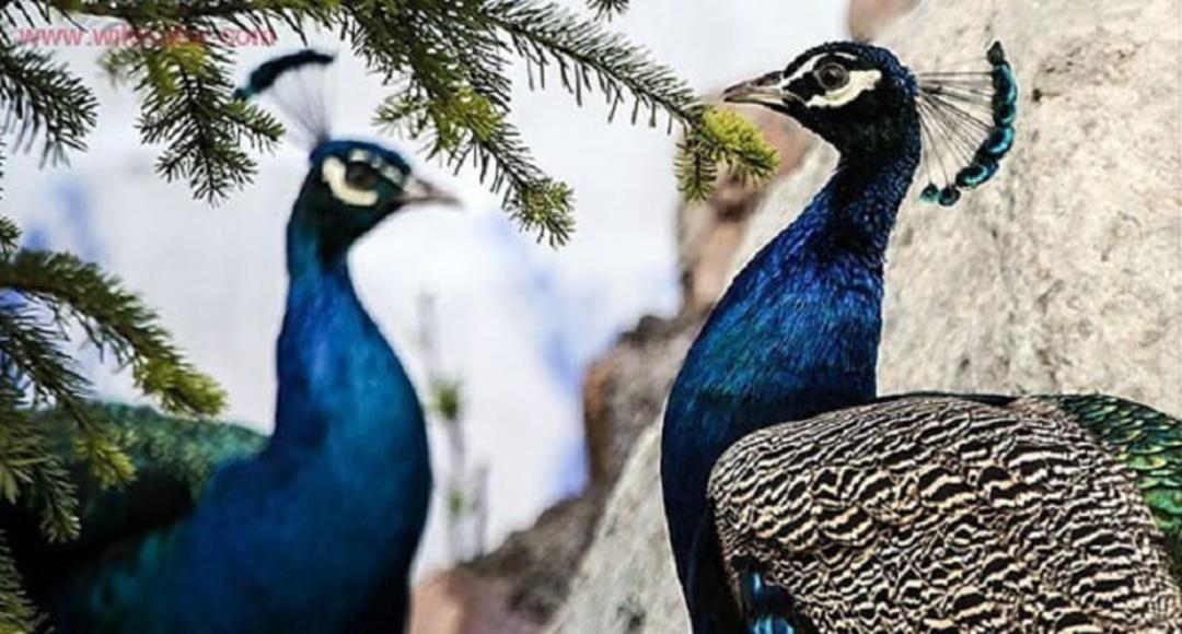 باغ پرندگان صدف