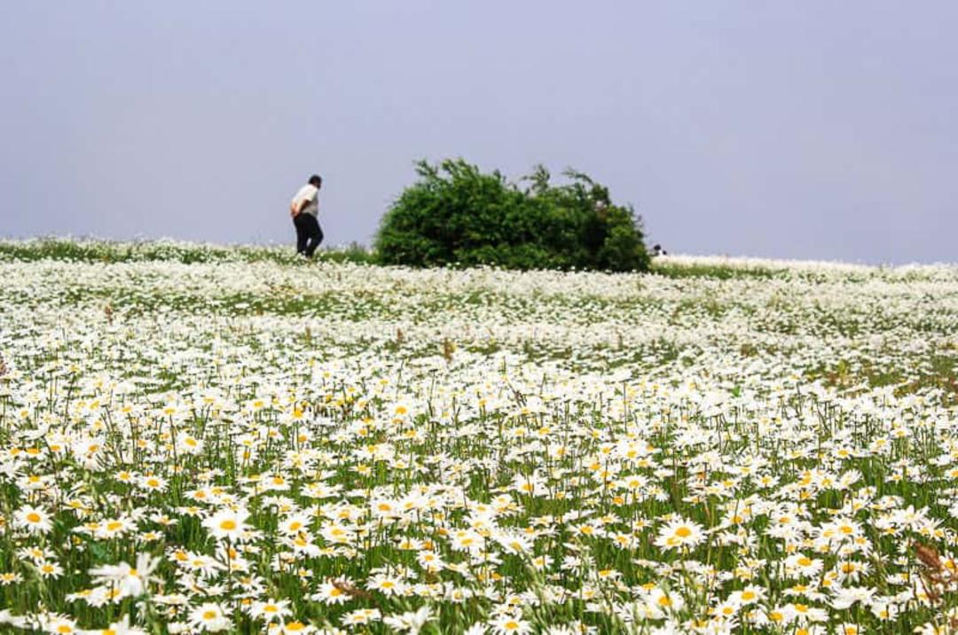 دشت بابونه جنگل فندقلو