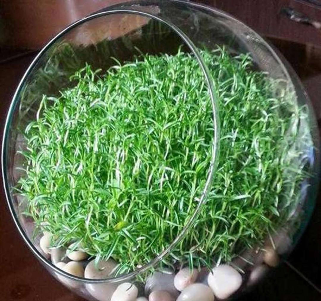 سبزه ماش در تنگ بلوری