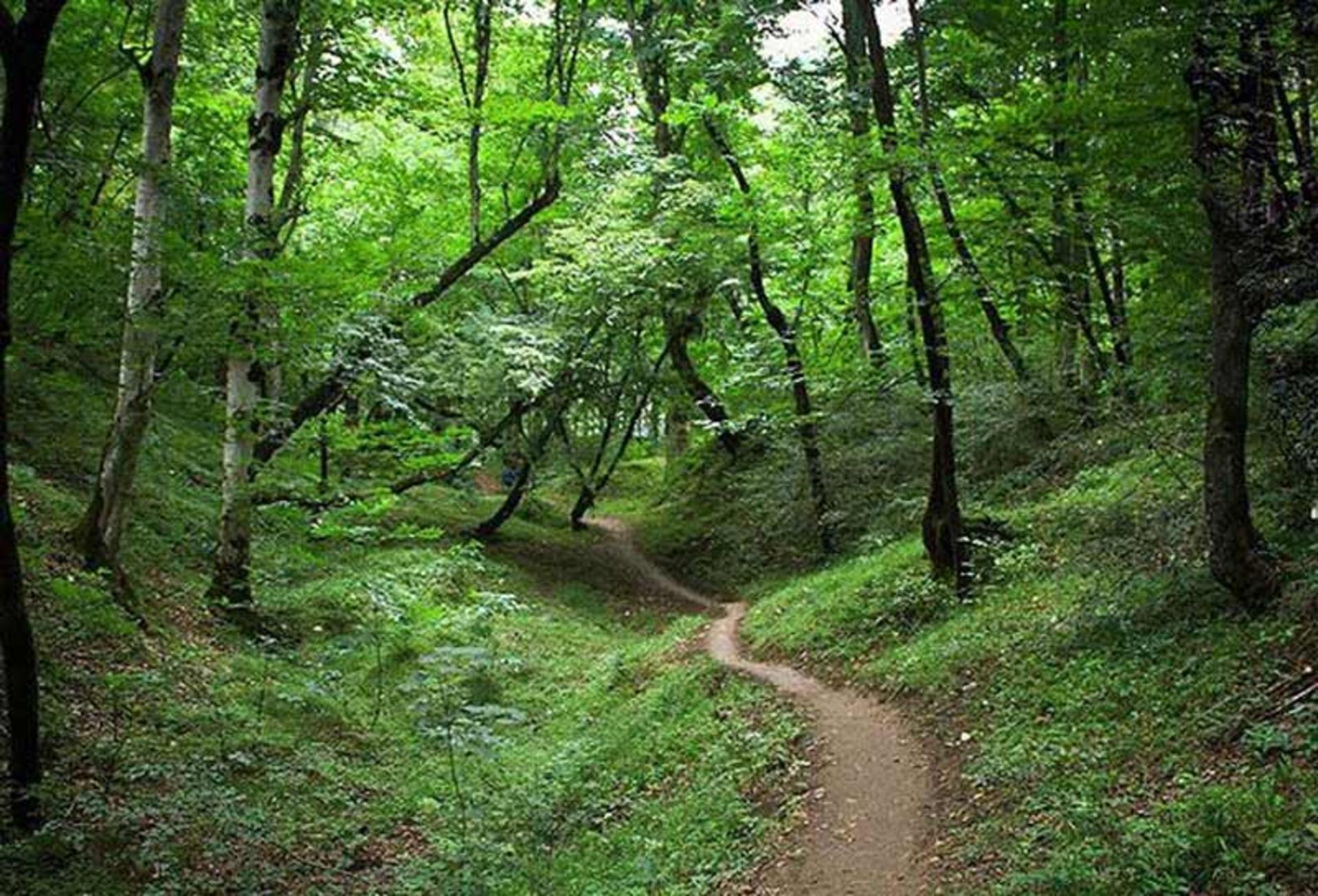 مسیر پاکوب در جاده جنگلی لفور میان درختان