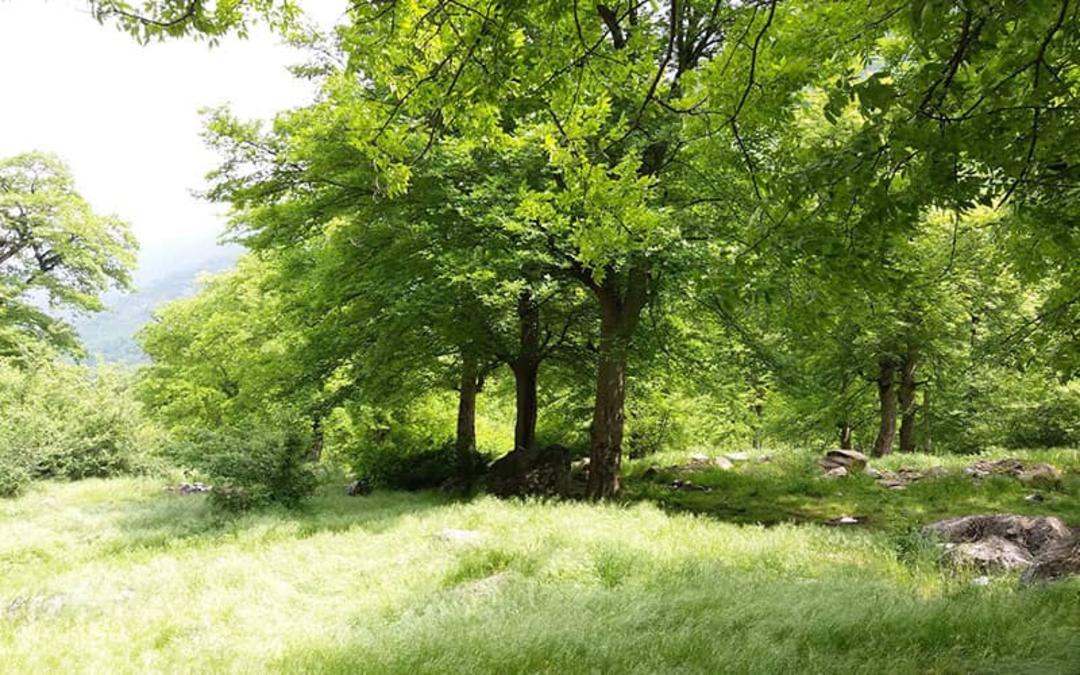 جنگل توسکستان