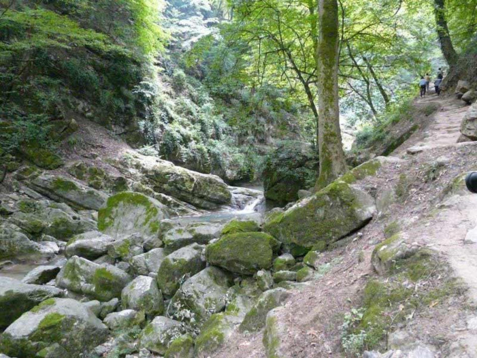 صخره های خز گرفته در جنگل شیرآباد