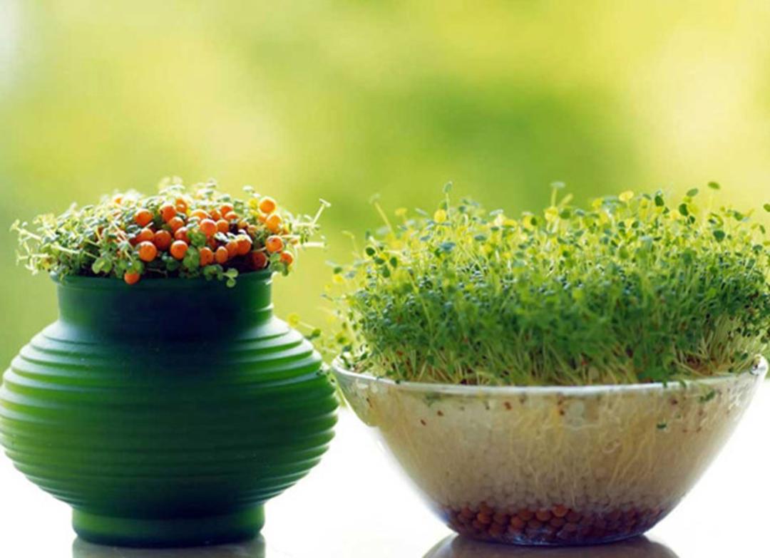 سبزه یونجه با گلدان سبز سفالی کنار آن