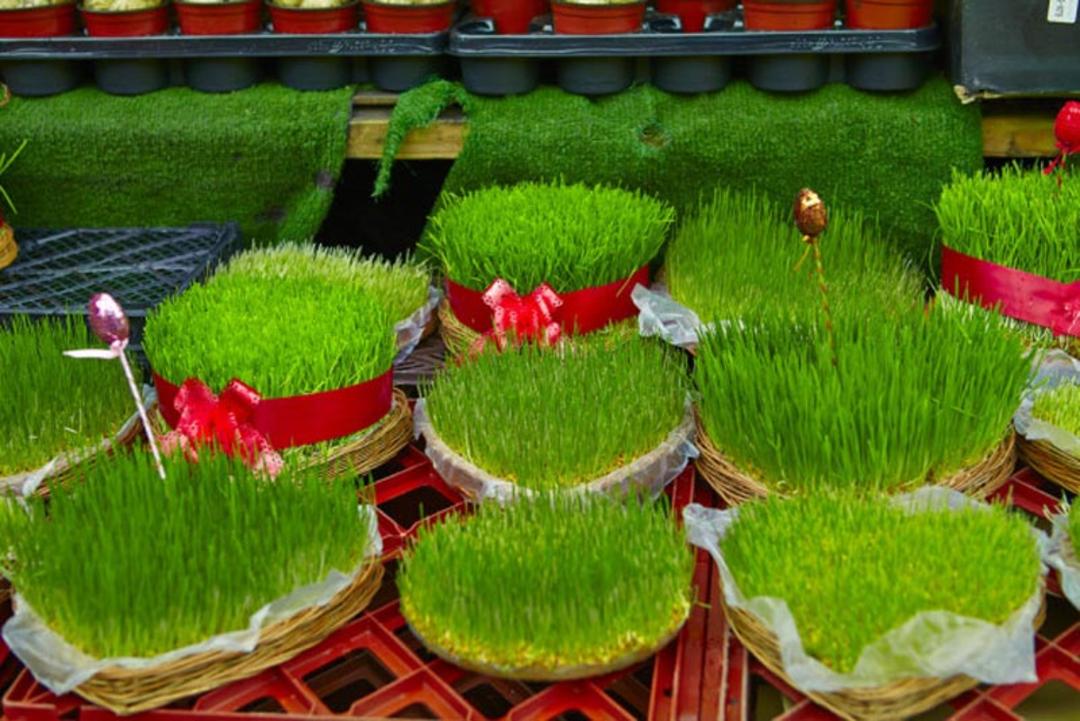 سیزه های گندم با روبان قرمز برای فروش