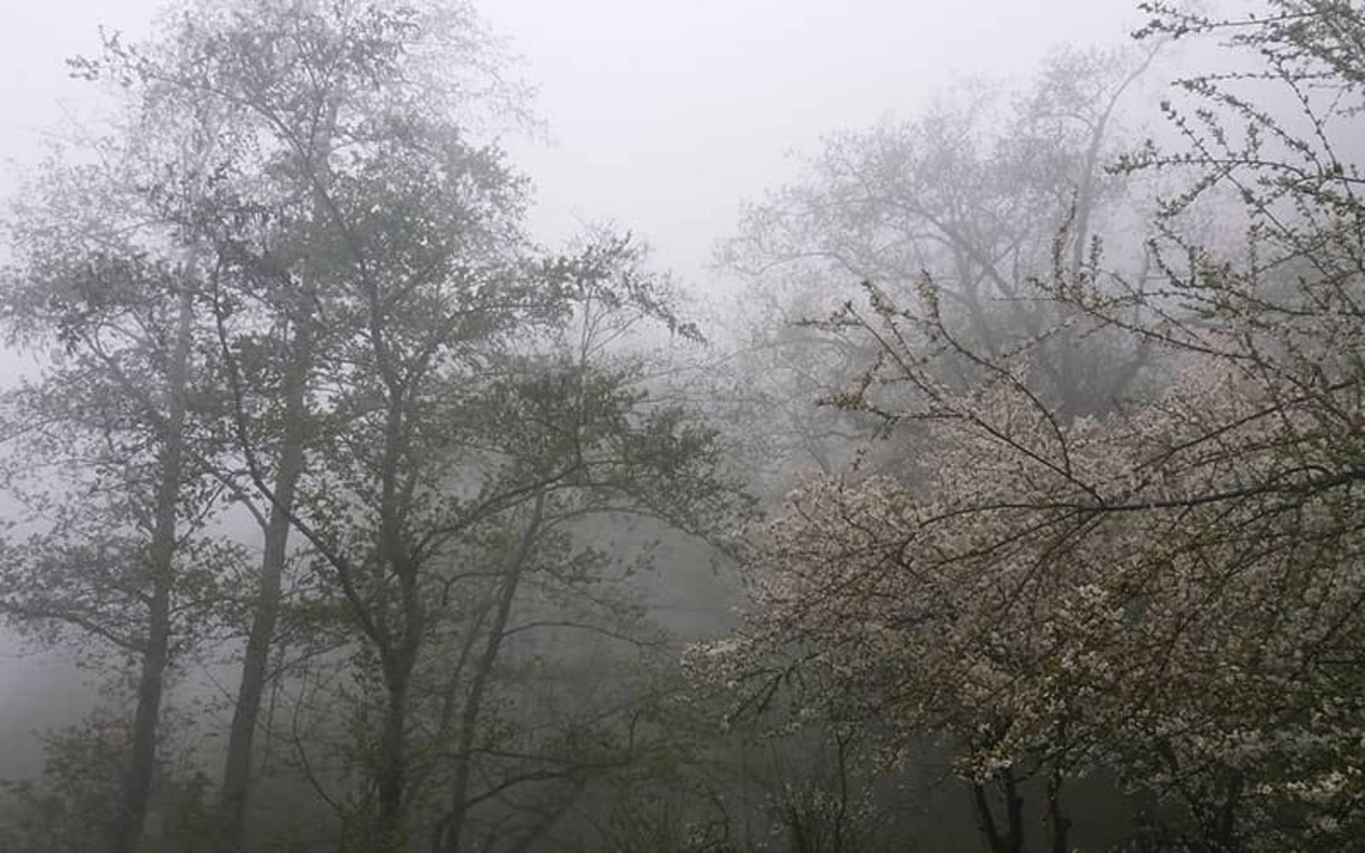 جنگل توسکستان