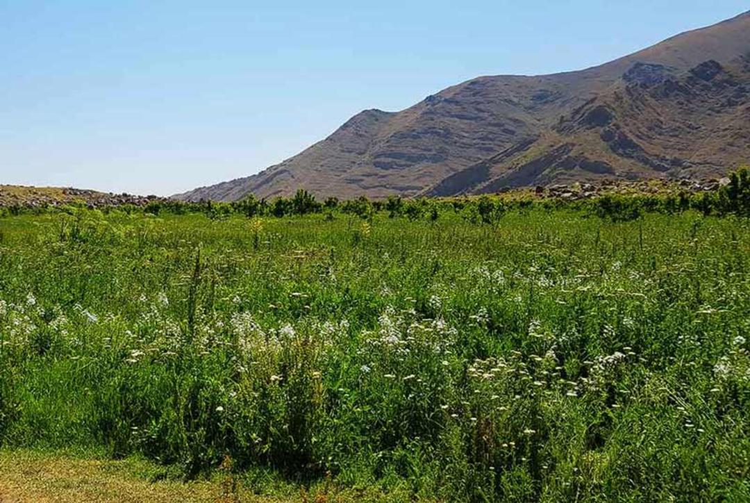 دشت هویج در دامنه های دماوند