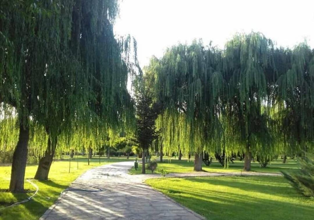 درختان زیبای اقاقیا در پارک جنگلی توسکا