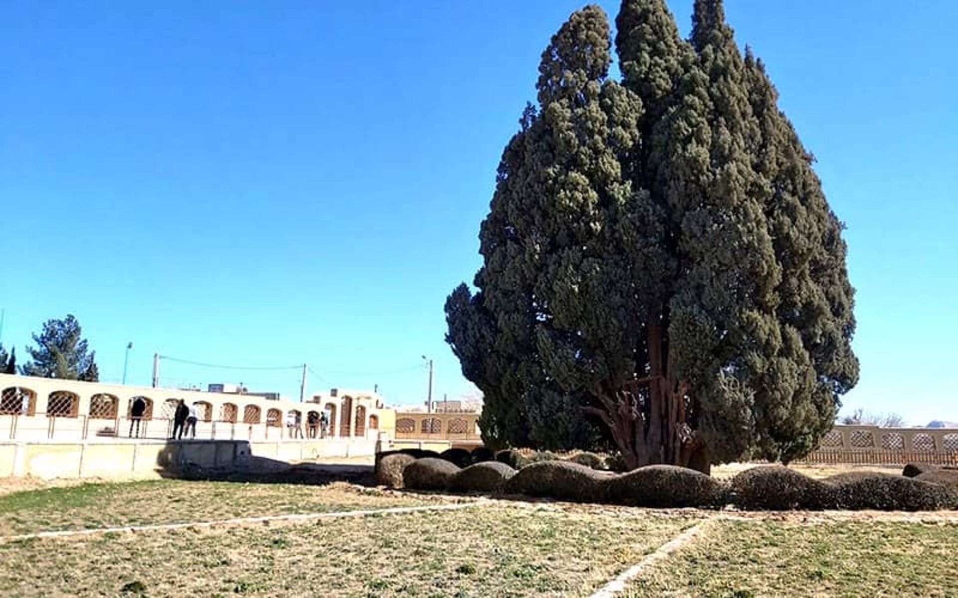 درخت سرو تاریخی و کهنسال