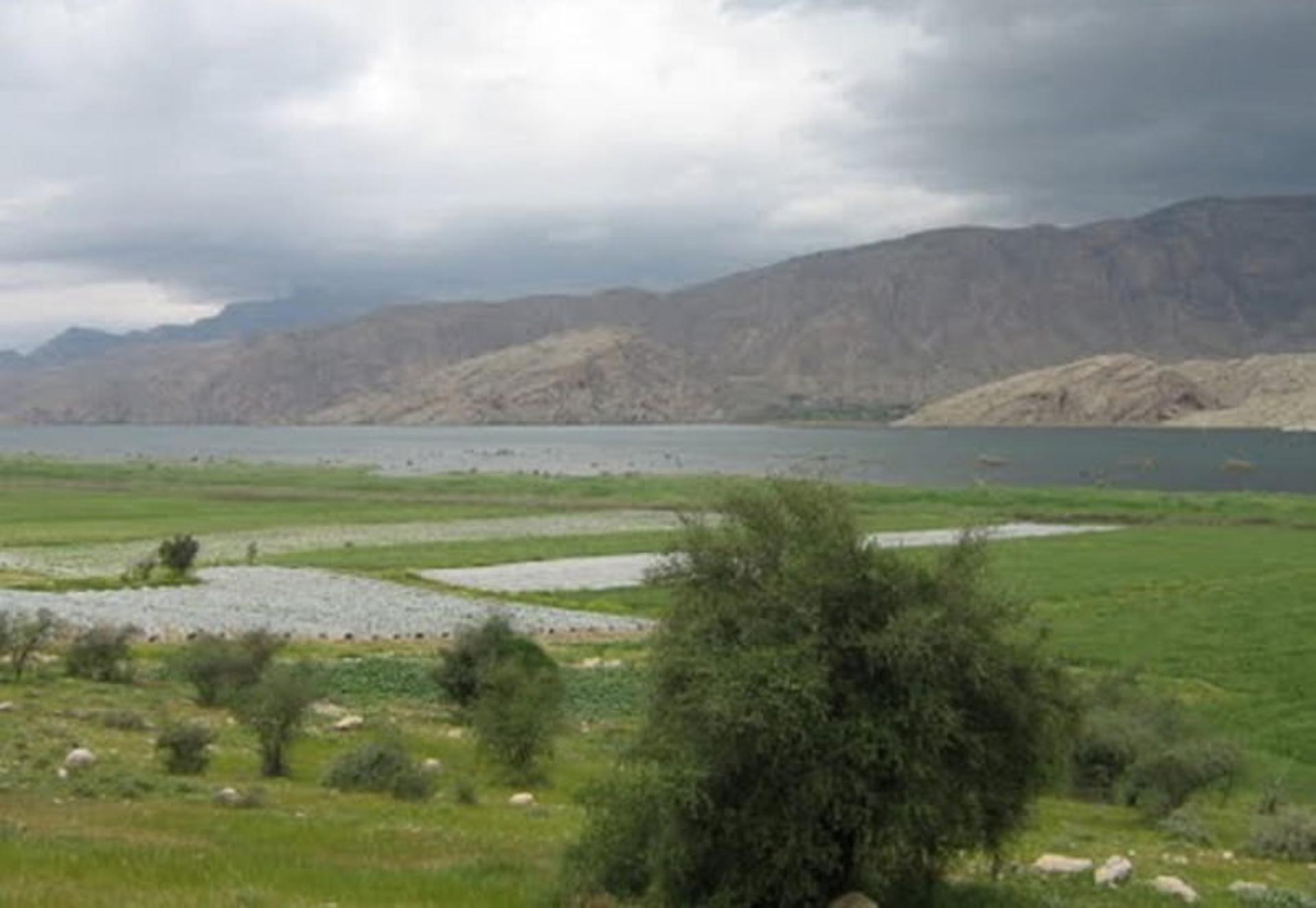 تالاب پریشان در پوشش خزه ای کنار درختان از نمای دور