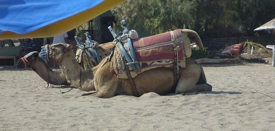 ساحل شتر بدروم