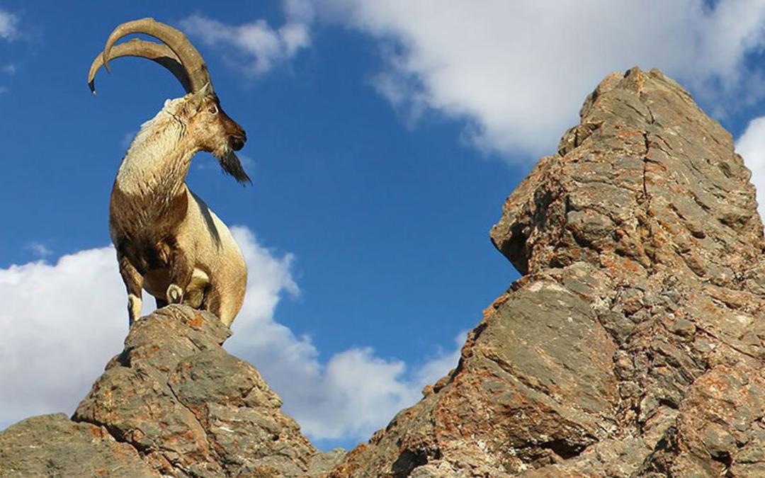 مراکان