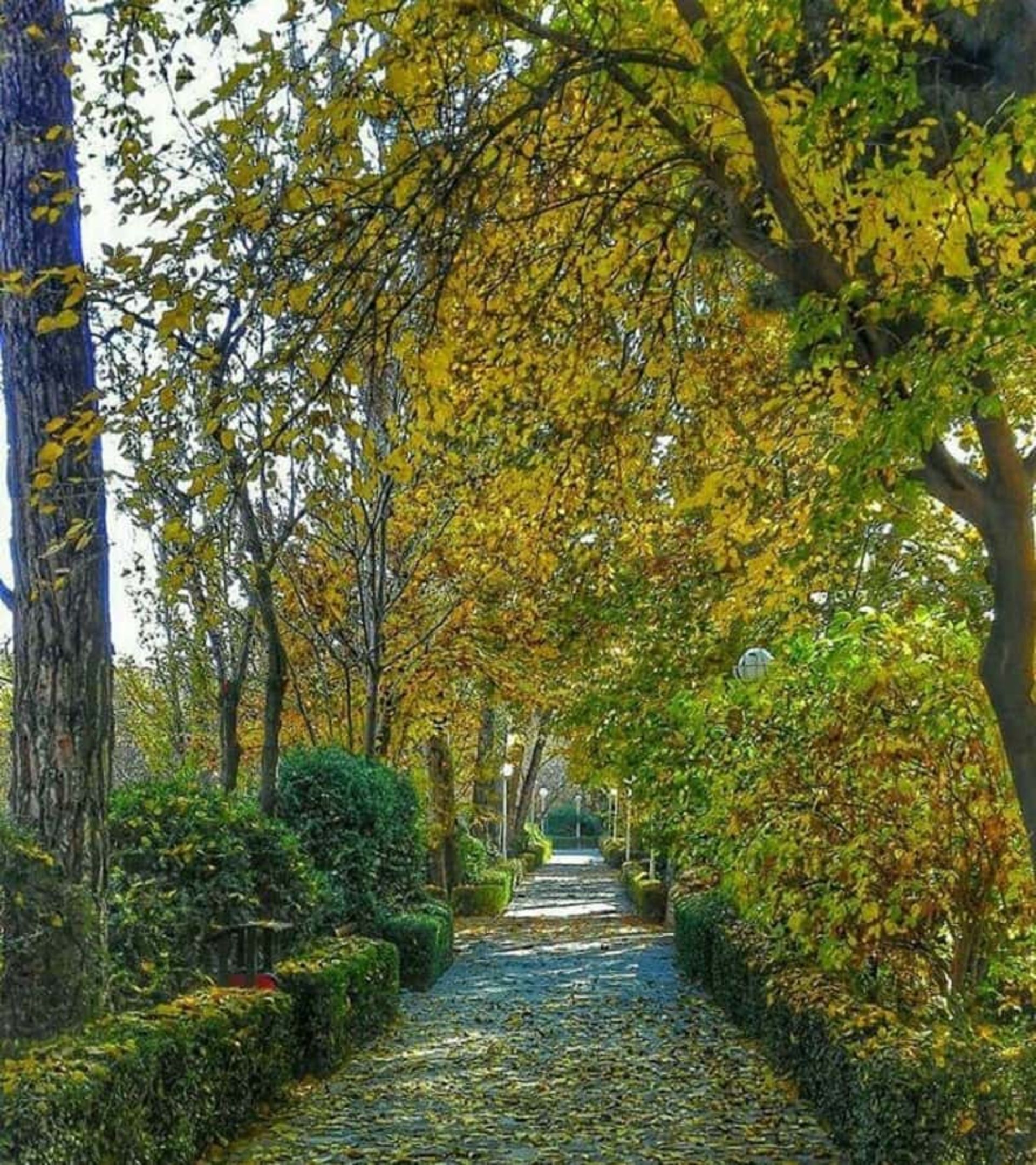 تابستان در پارک وکیل آباد