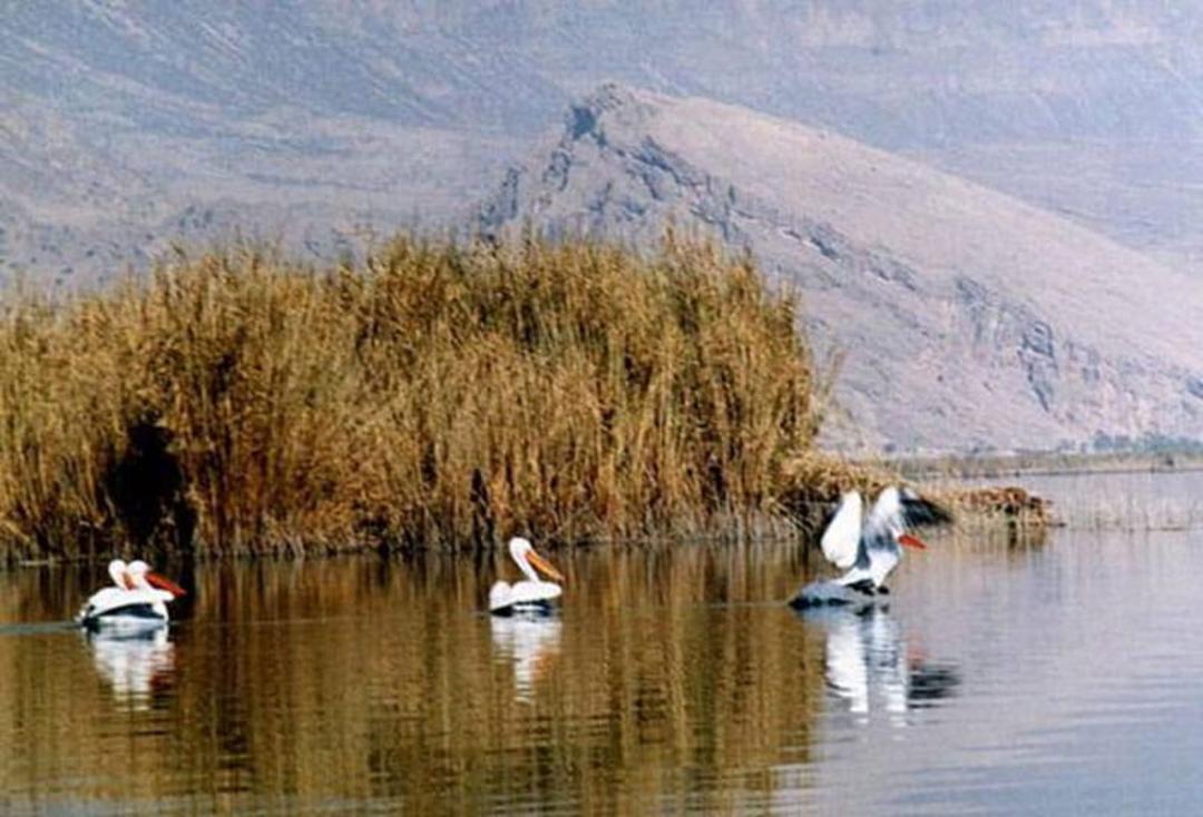 پرندگان مهاجر کنار نیزارهای تالاب پریشان