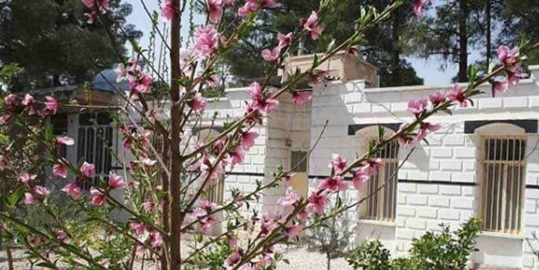شکوفه های بهاری در حیاط اقامتگاه پارسه تخت جمشید
