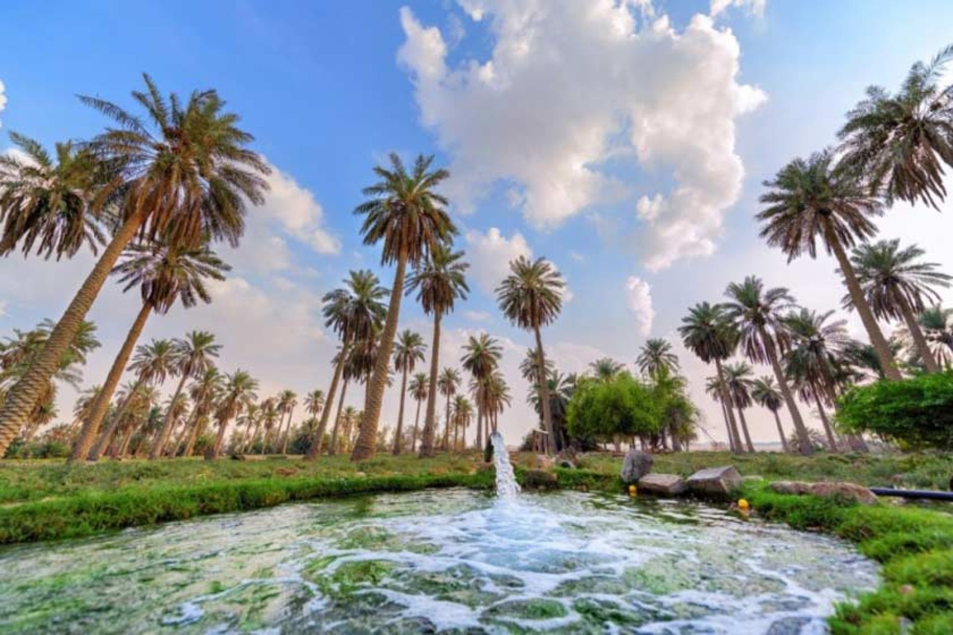 واحه الاحسا