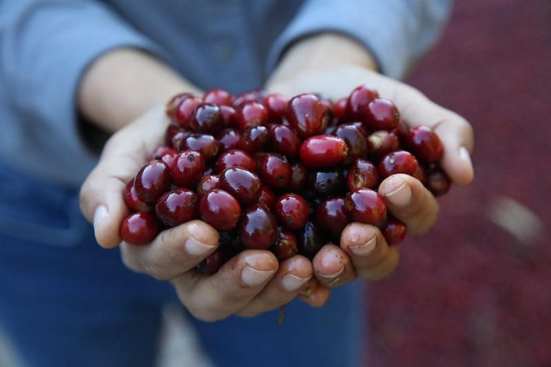 دانه قهوه گیشا