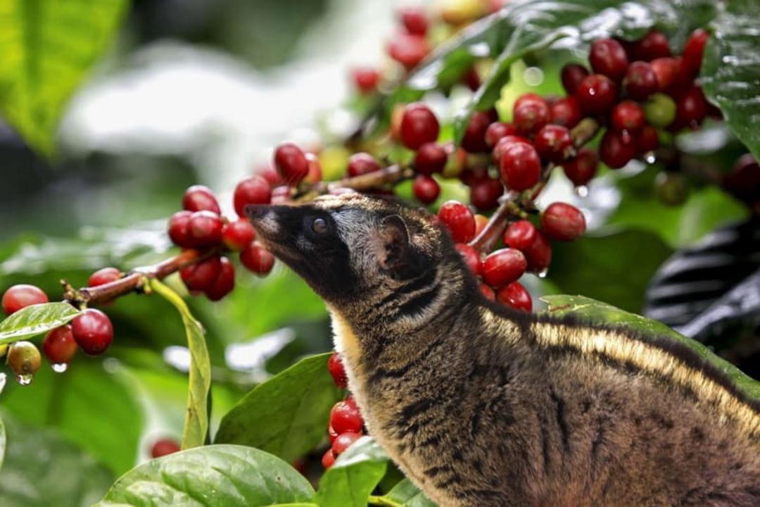 قهوه Kopi Luwak
