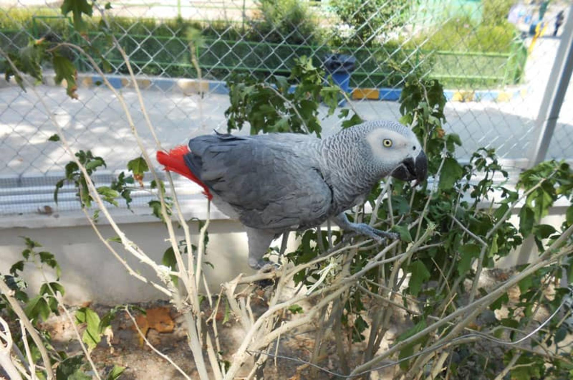 طوطی خاکستری باغ وحش ارم