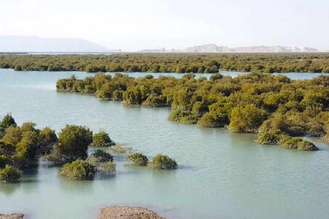 جنگل حرا