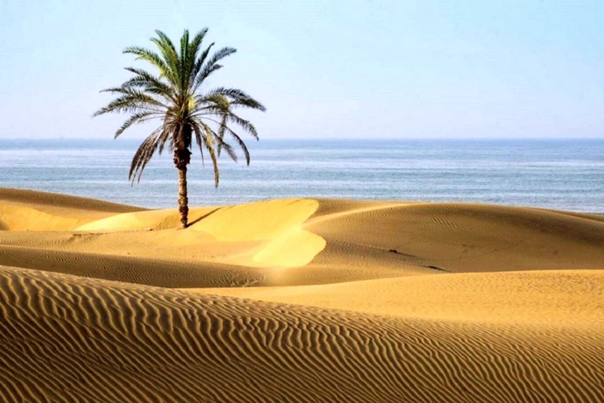 تک درخت نخل درک