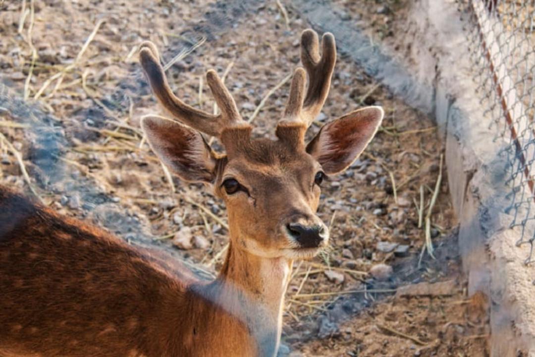 مجموعه تفریحی، رفاهی و گردشگری باغ آهو