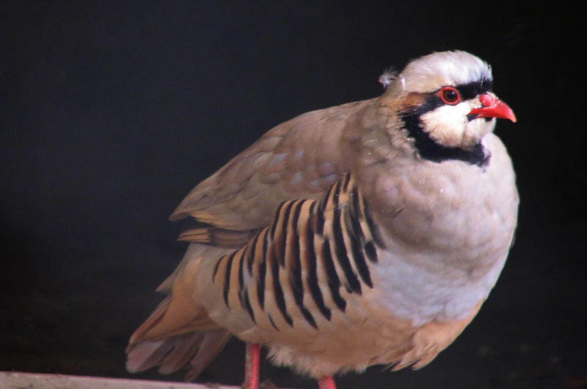 کبک باغ وحش ارم